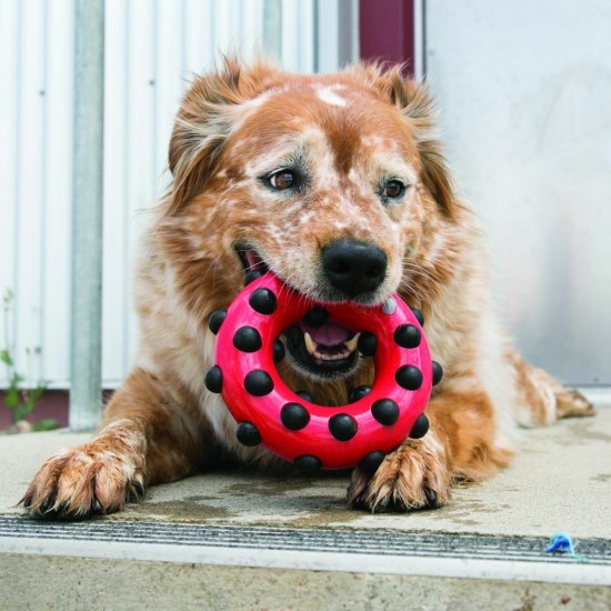 Kong Köpek Oyuncak, Dotz Halka, S 9,5cm