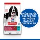 Hills Ton Balıklı Yetişkin Köpek Maması 10+2 Kg